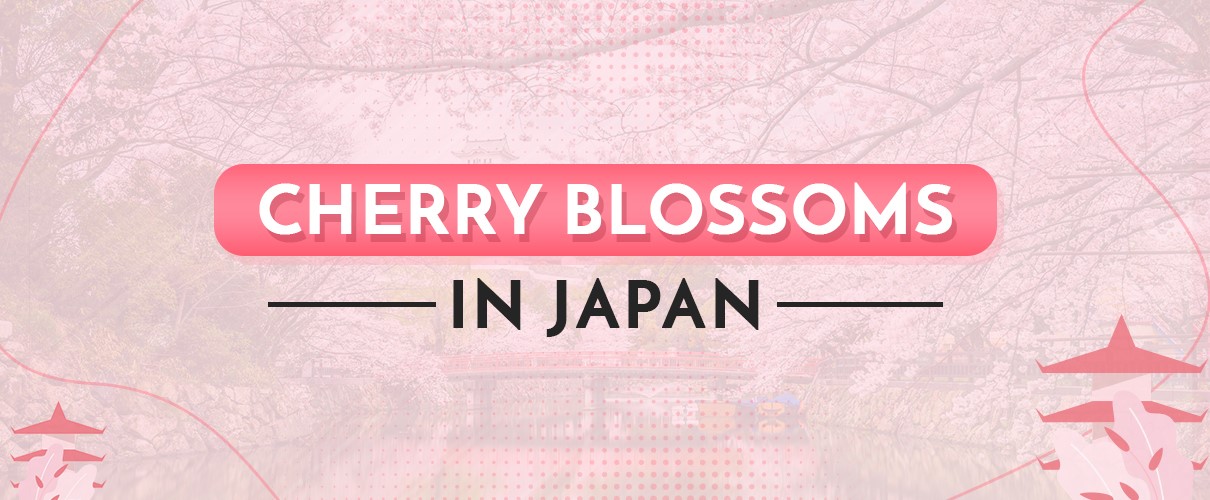 The Blooming of Cherry Blossoms In Japan